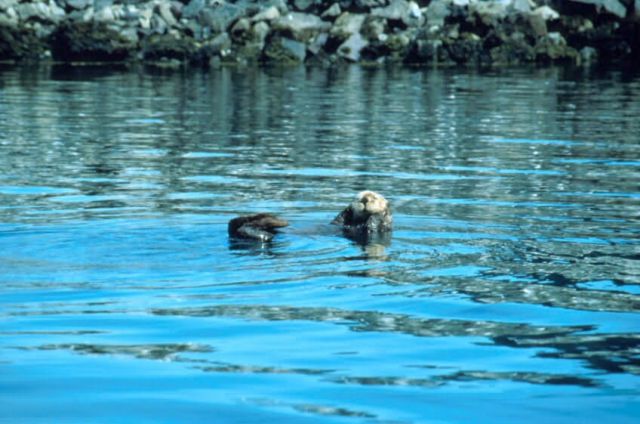 Sea Otter Picture