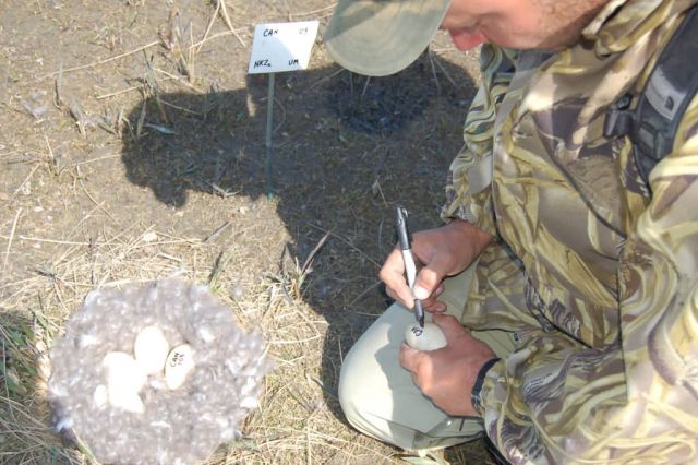 Avian Influenza Sampling Project 2006 Picture