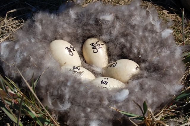 Avian Influenza Sampling Project 2006 Picture