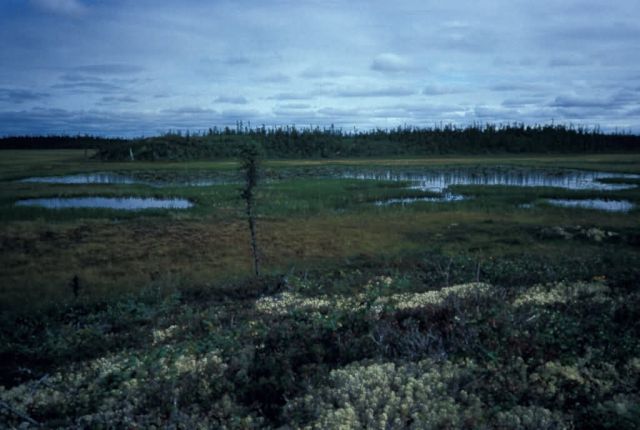 Wetland Landscape Picture