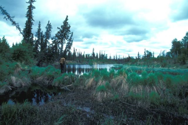 Beaver Dam and Pond Picture