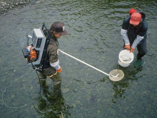 Sampling a Creek on Adak Picture