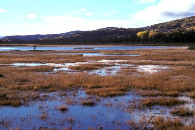 Scenic View of Tetlin NWR Picture