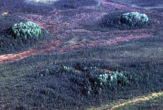 Koyukuk Refuge Spruce Forest Picture