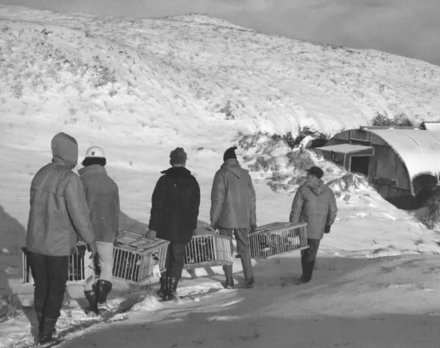 Amchitka Island Goose Release 1971 Picture