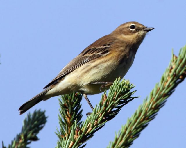 Yellow-rumped Warbler Picture