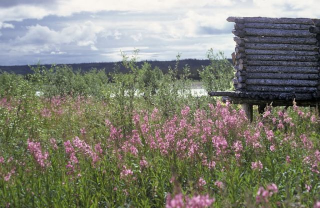 Canyon Village Cache on the Porcupine River Picture