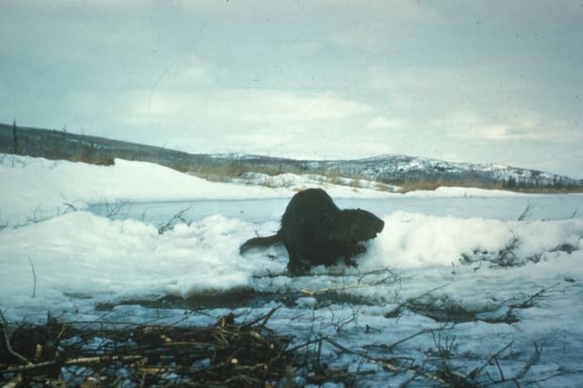 Beaver Picture