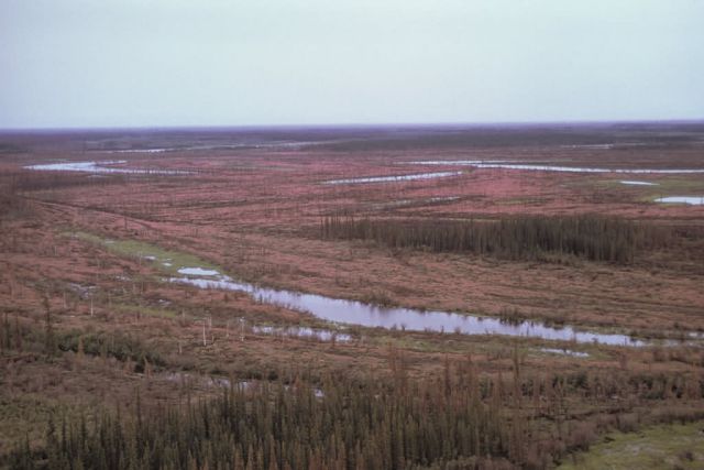 Yukon Flats Refuge Wetlands Picture
