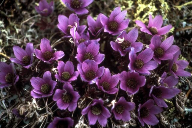 Alpine Anemone Picture