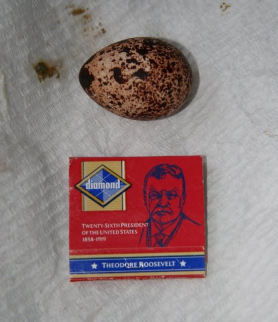 Evermann's Ptarmigan egg Picture