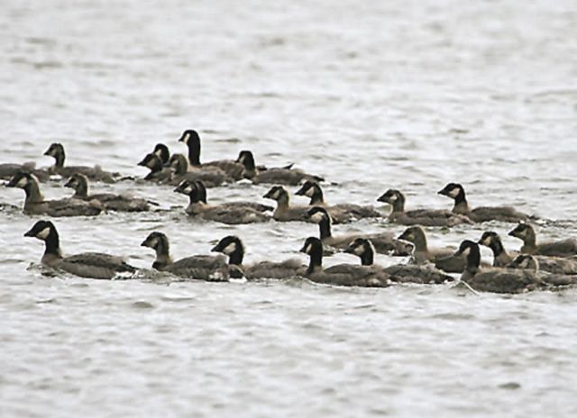 Cackling Geese Picture