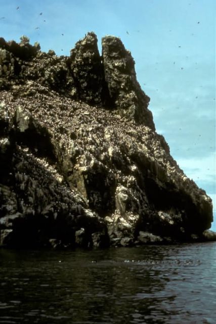 Bird Rock at Cape Newenham Picture