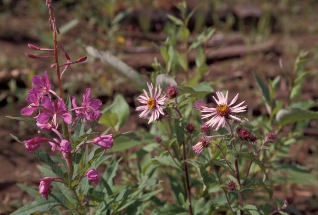 Alaska Wildflowers Picture
