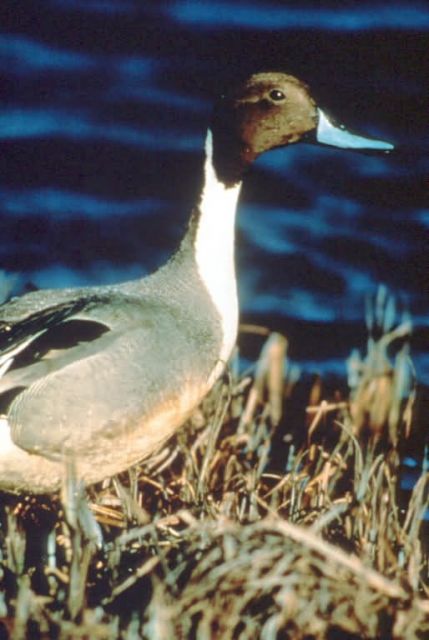 Pintail Duck Picture