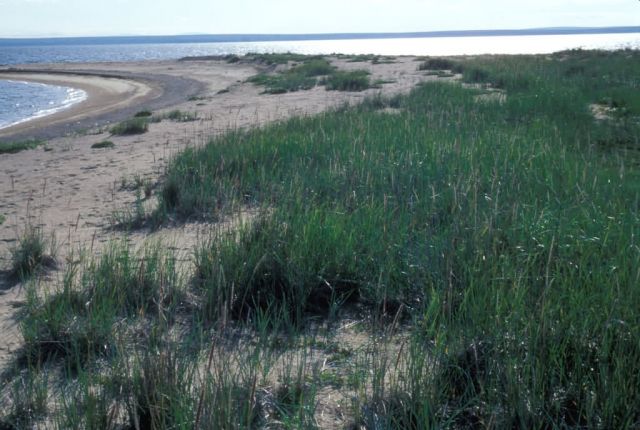 Chamisso Island sandspit, August 1987 Picture