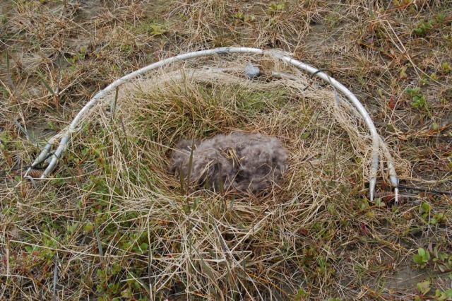 Avian Influenza Sampling Project 2006 Picture