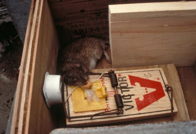 Norway rat catch in St. Paul harbor prevention station 6/96 Picture