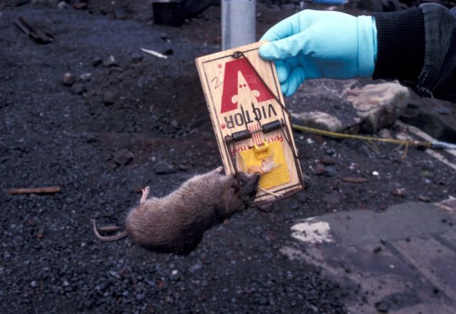 St. Paul Island rat prevention kill Picture