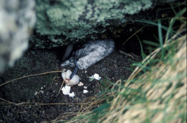 Kiska Island Sirius Point, Auklet killed by rat Picture