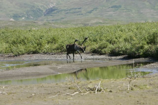 Togiak NWR 080 Picture
