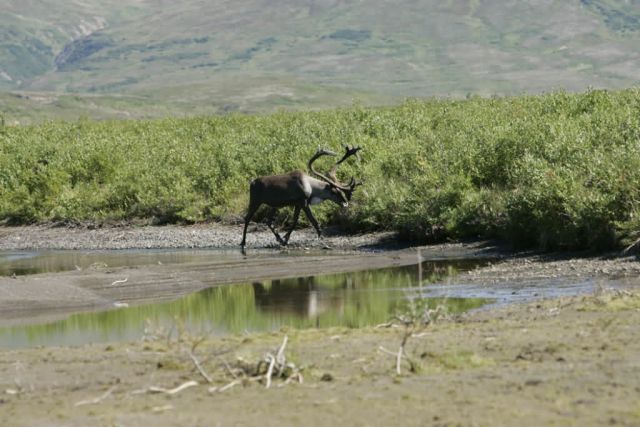 Togiak NWR 082 Picture