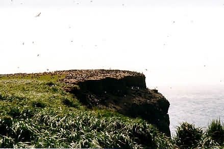 Bogoslof Island, Cliffs Facing Ship Rock Picture