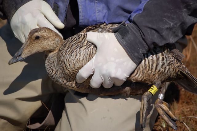 Avian Influenza Sampling Project 2006 Picture