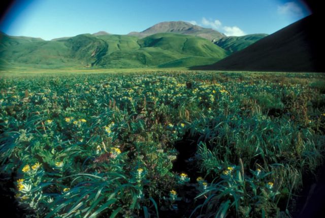 Buldir Island, North Marsh, 1975 Picture
