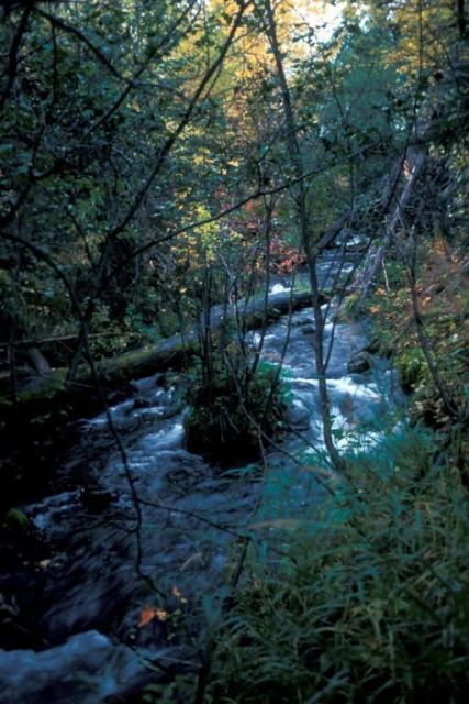 Hidden Creek in Fall Colors Picture