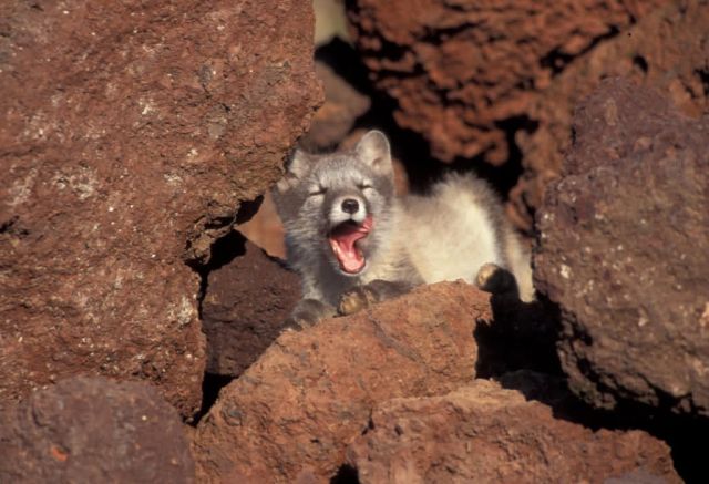 Arctic Fox juveniles, St George Picture