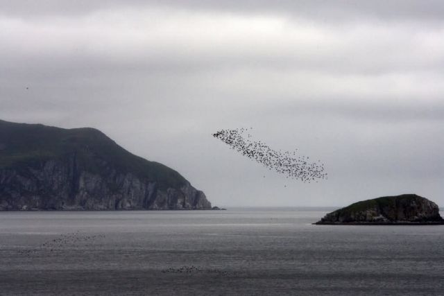 Big Koniuji Island auklets, Shumagin Islands Picture