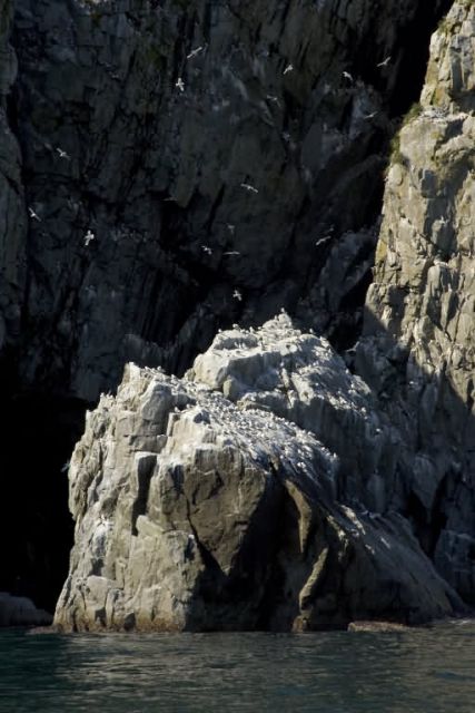 Big Koniuji Island bird cliffs Picture