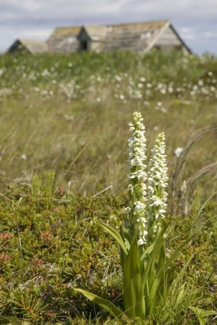 Simeonof island White Bog Orchid Picture