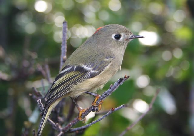 Ruby-crowned Kinglet Picture