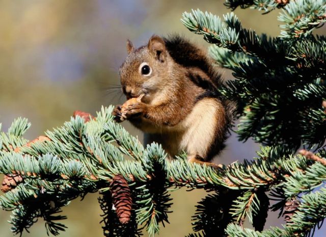 Red Squirrel Picture