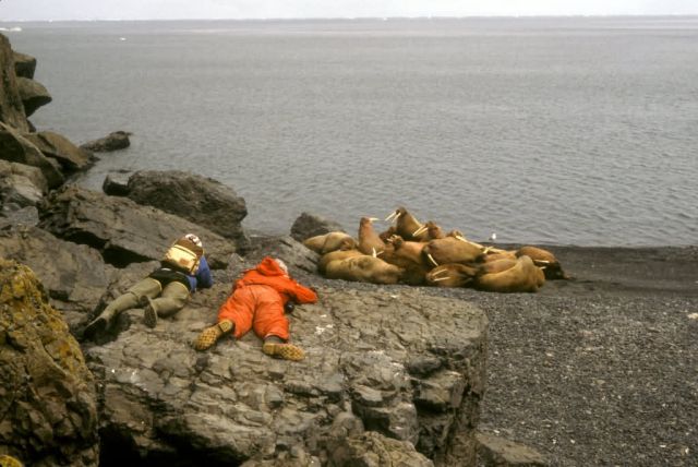 Hall Island,Bering Sea 1984 Picture