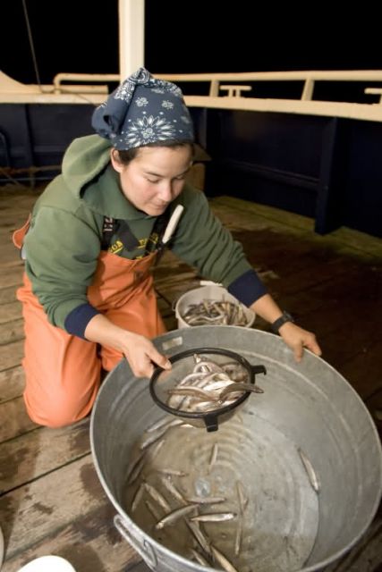 Forage fish research, Shumagin Islands Picture