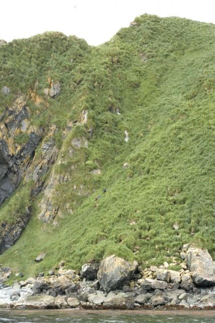Ulak Island Picture
