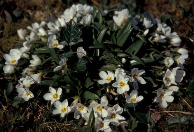 Hall Island wildflowers, Claytonia Picture