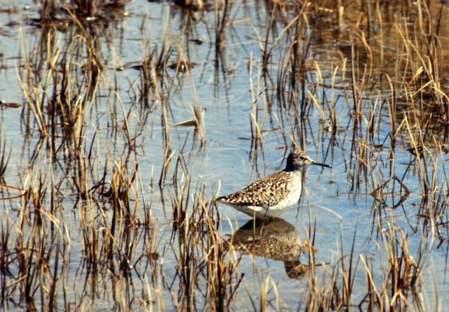 Wood Sandpiper, Amchitka Is, 1973 Picture