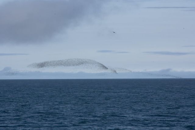 Auklet cloud, Kasatochi Island Picture