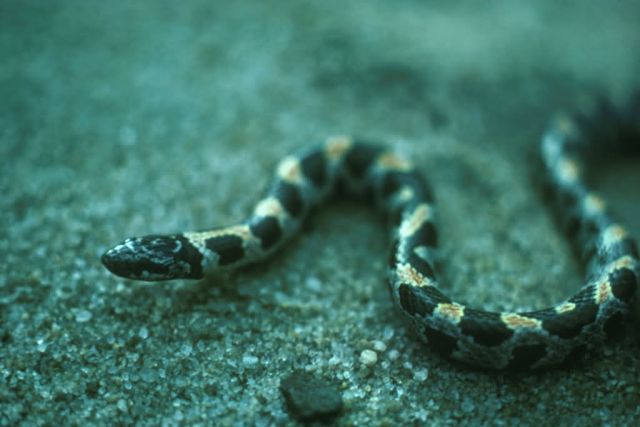 Short-tailed Snake Picture