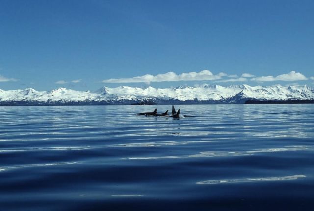 Killer Whale Pod Picture