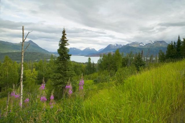 Hillside with Fireweed Picture