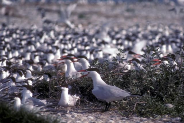 Caspian Terns Picture