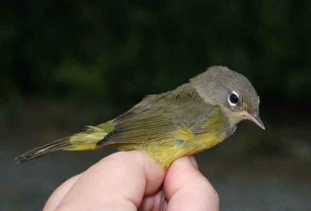 Orange-crowned Warbler in Hand Picture