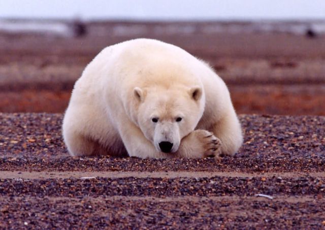 Polar Bear Resting but Alert Picture