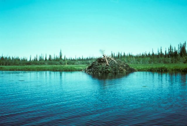 Beaver Lodge Picture