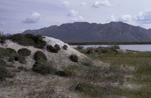 Mud Flow Area in Summer Picture
